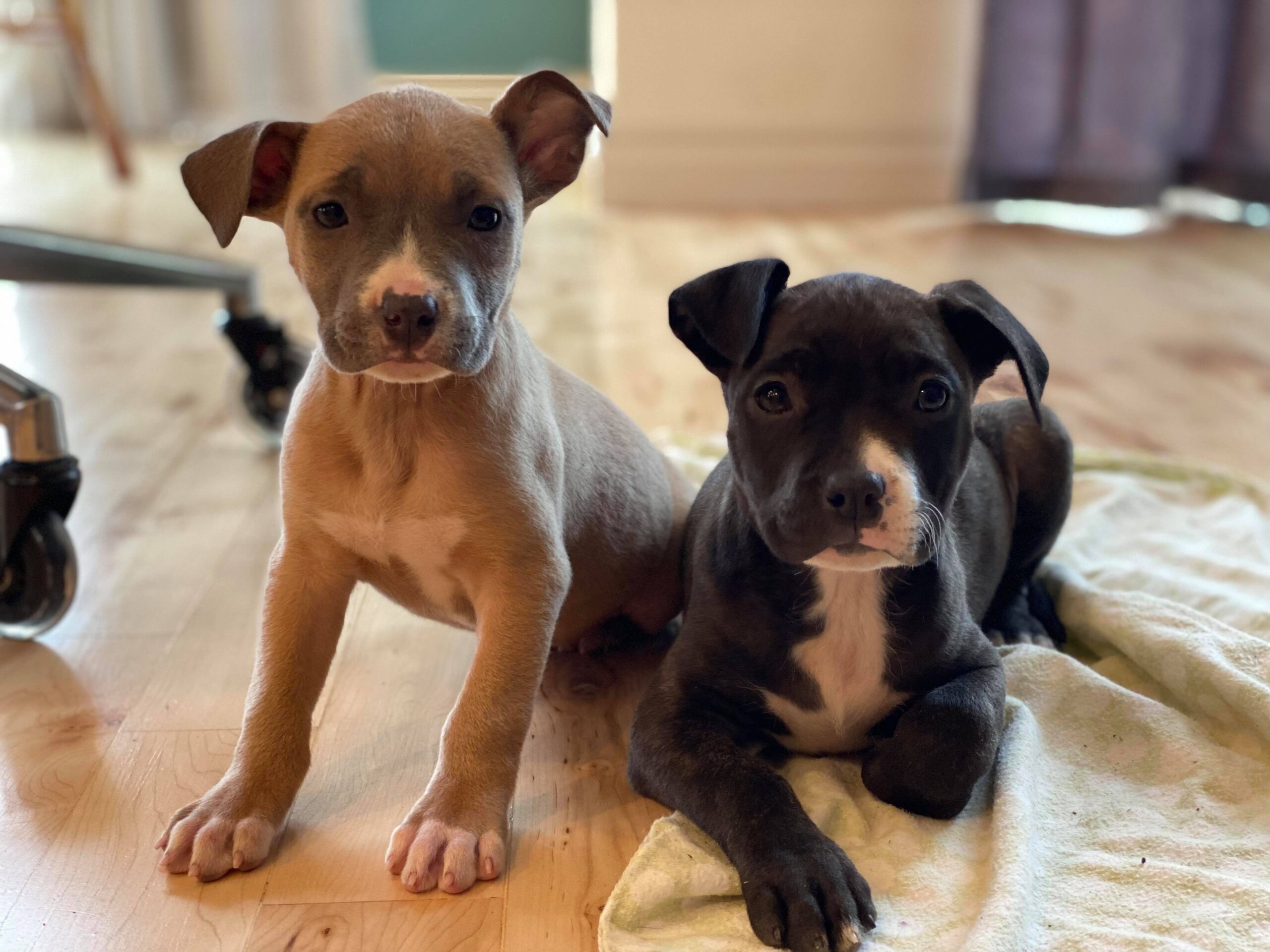 2 american pit bull terrier puppies