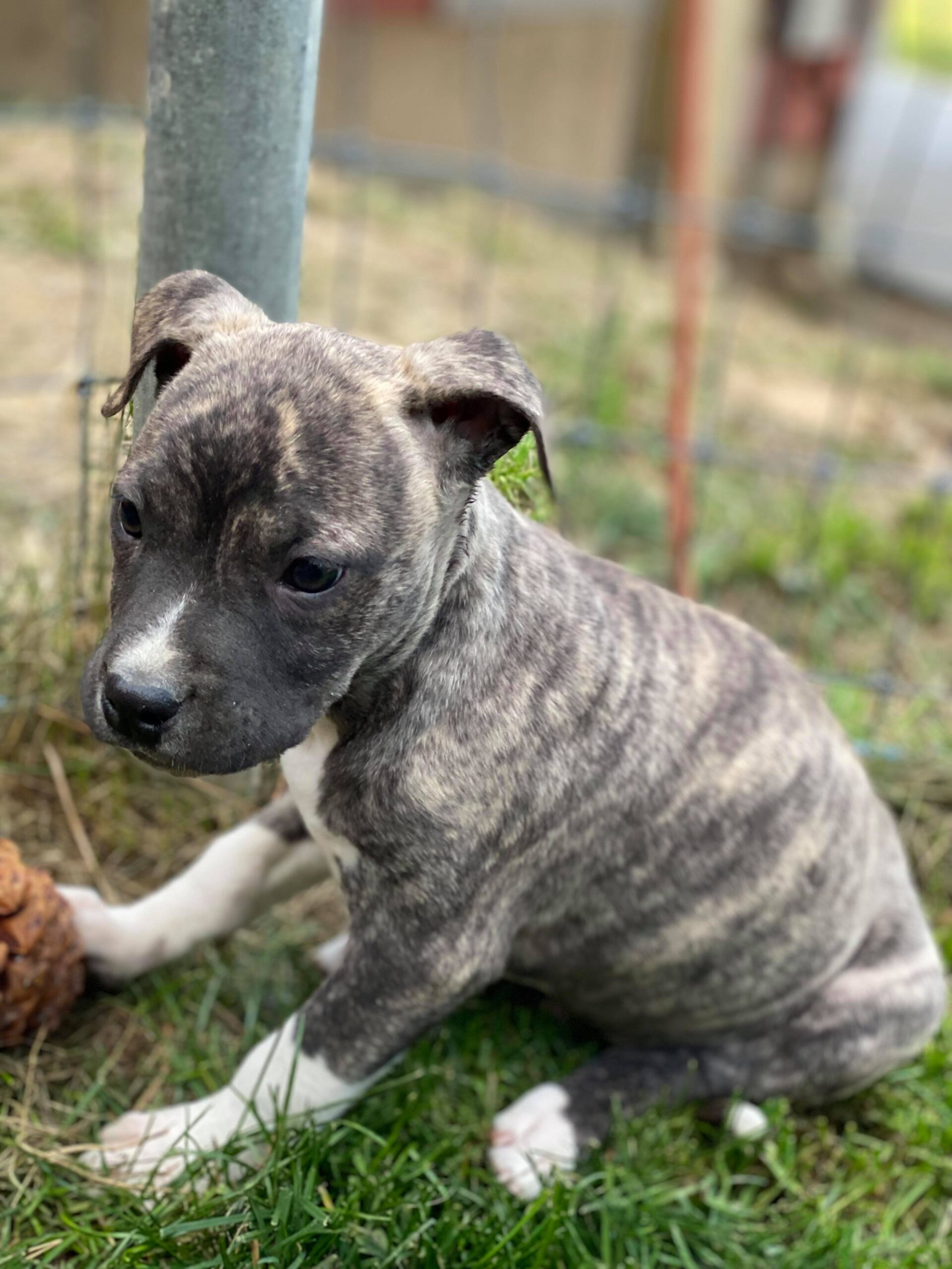 Fawn brindle american pit bull terrier puppy