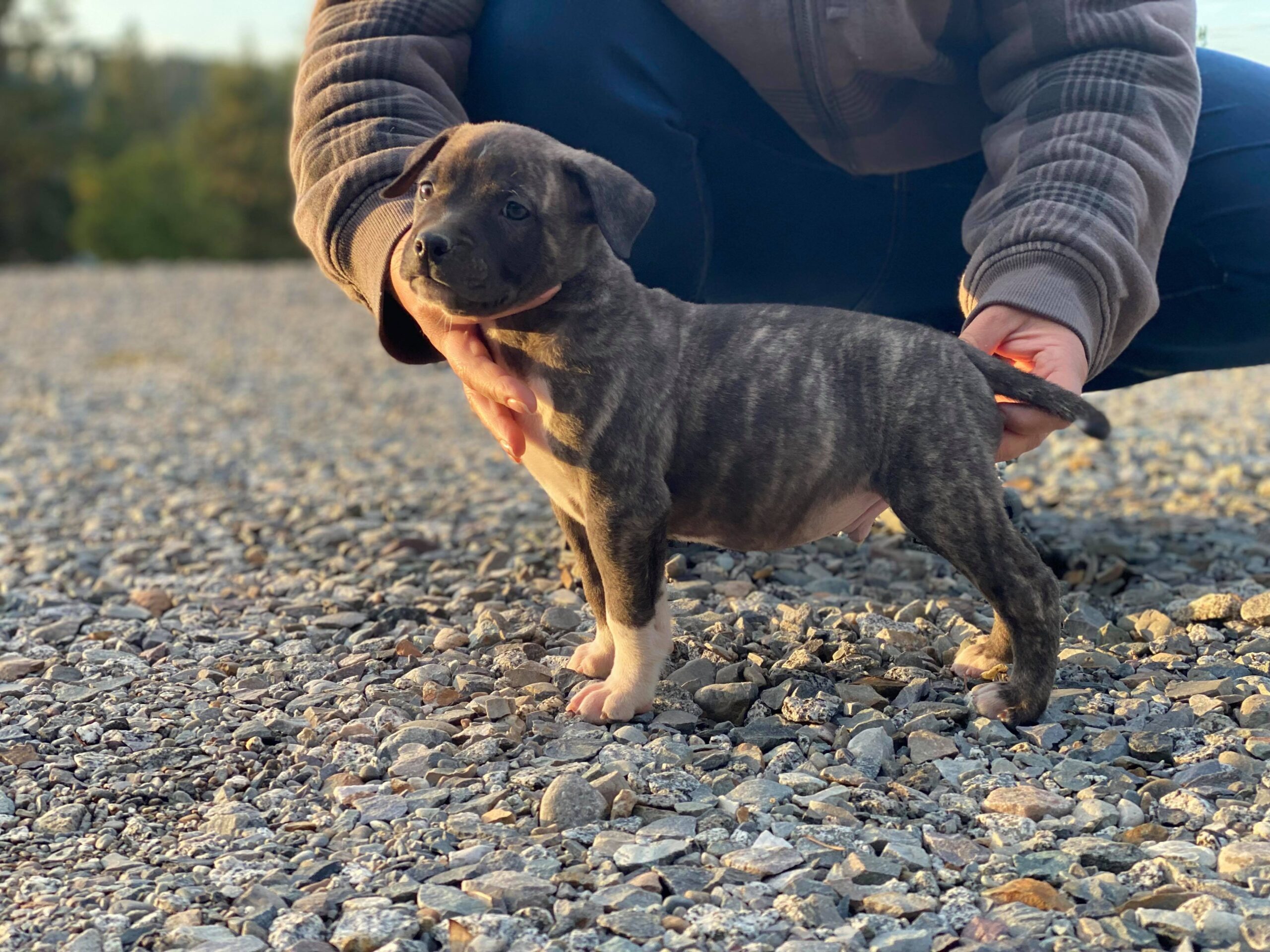 pit bull puppy on gravel