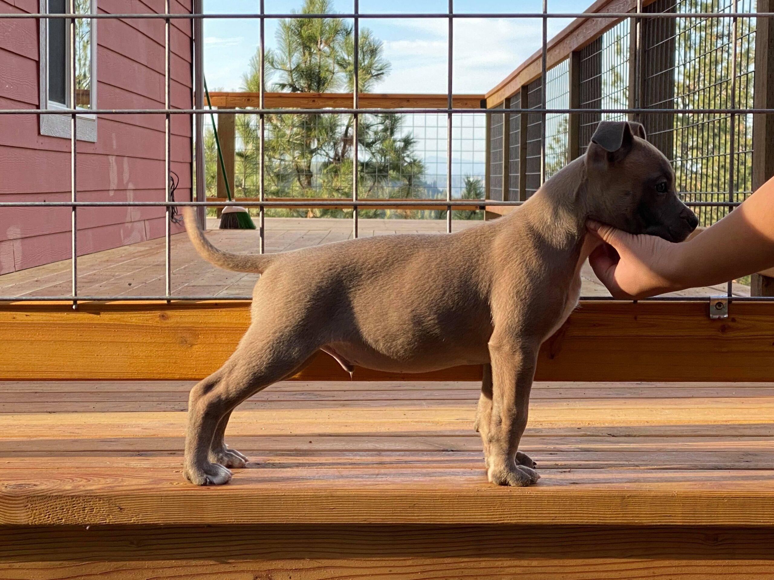 9 week old blue fawn american pit bull terrier puppy