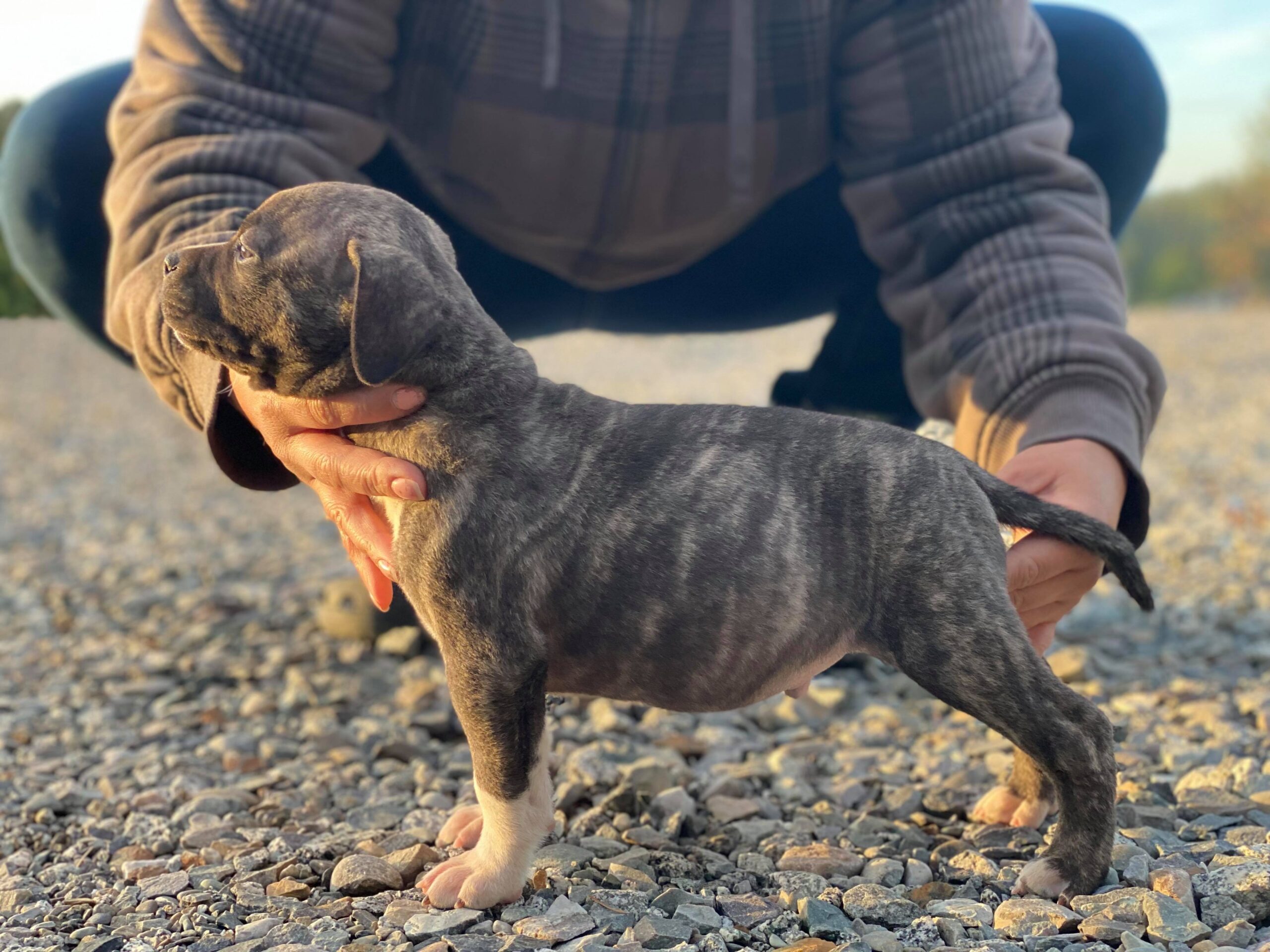 6 week old show quality american pit bull terrier