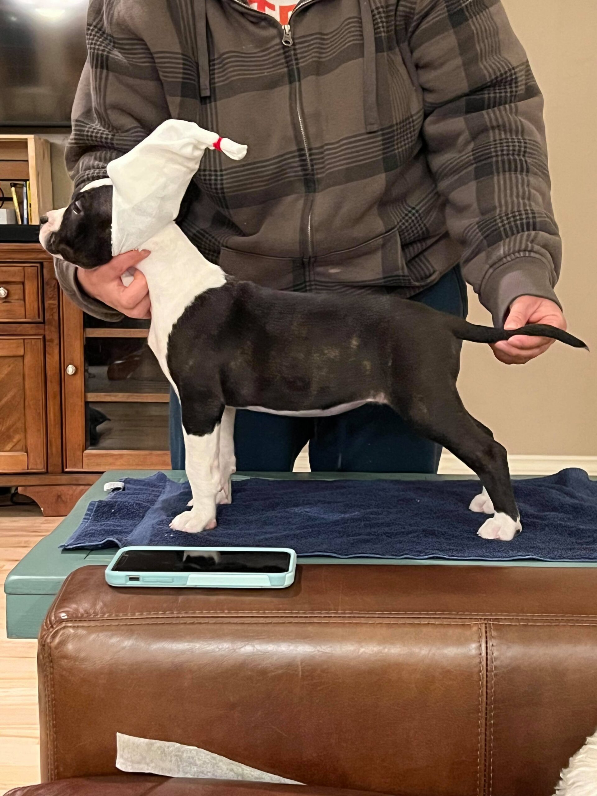11 week old black brindle pit bull puppy