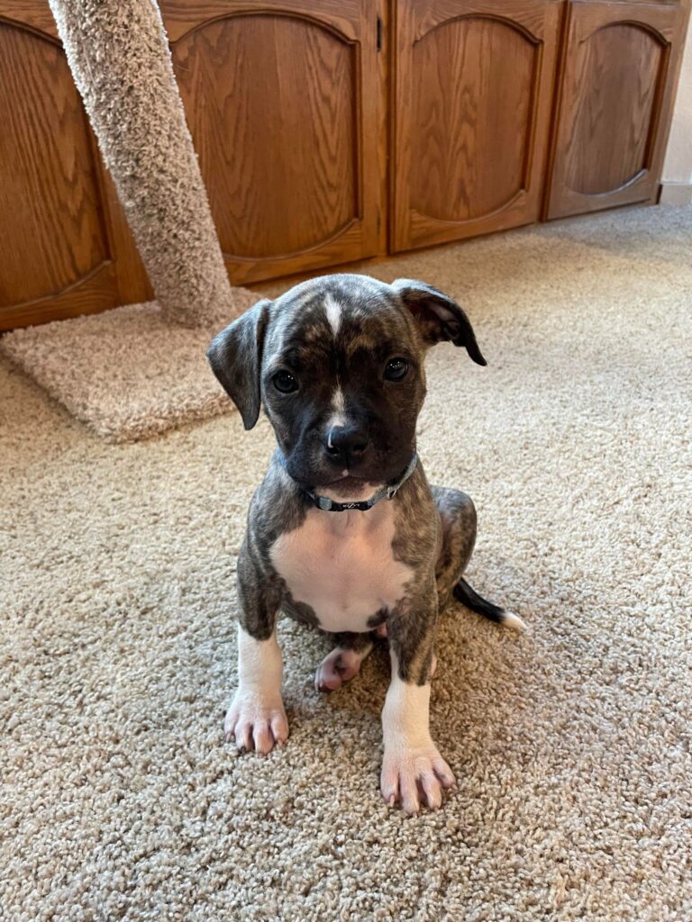 Fawn brindle american pit bull terrier puppy