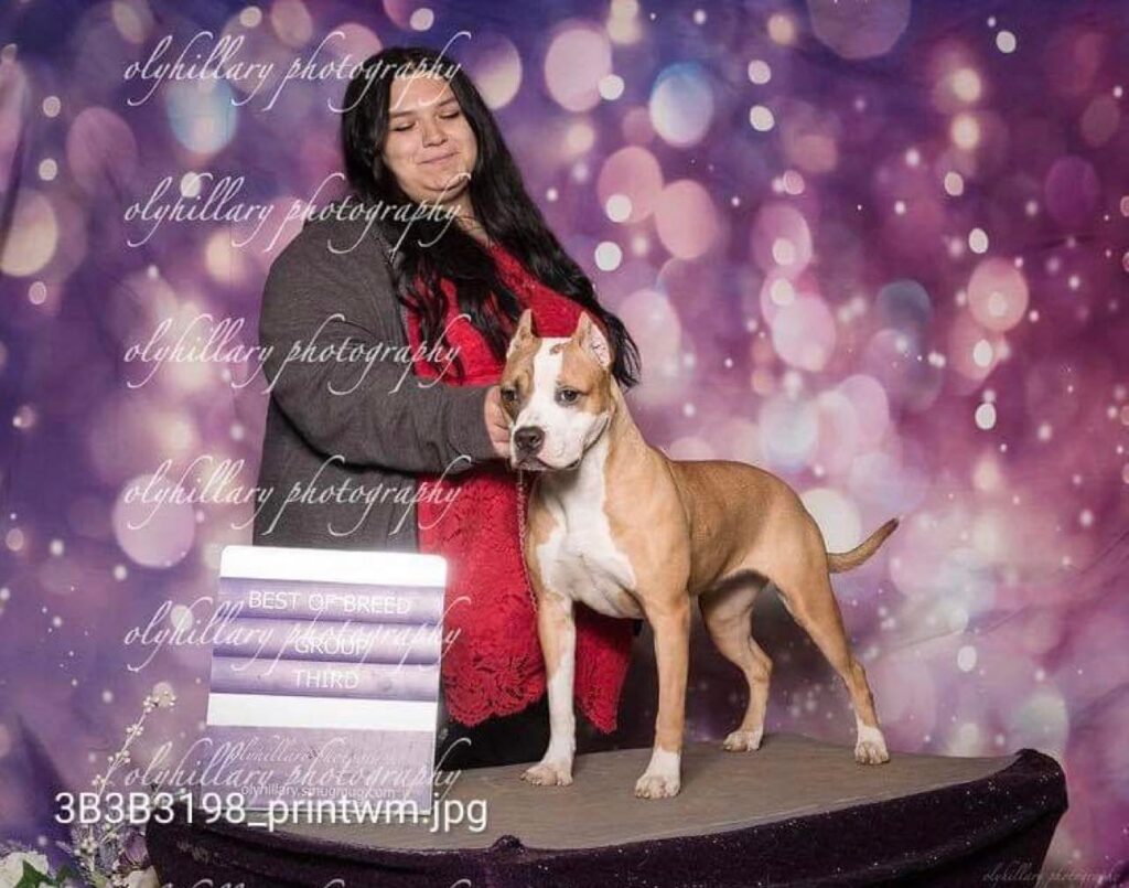 red and white american pit bull terrier wins at the show