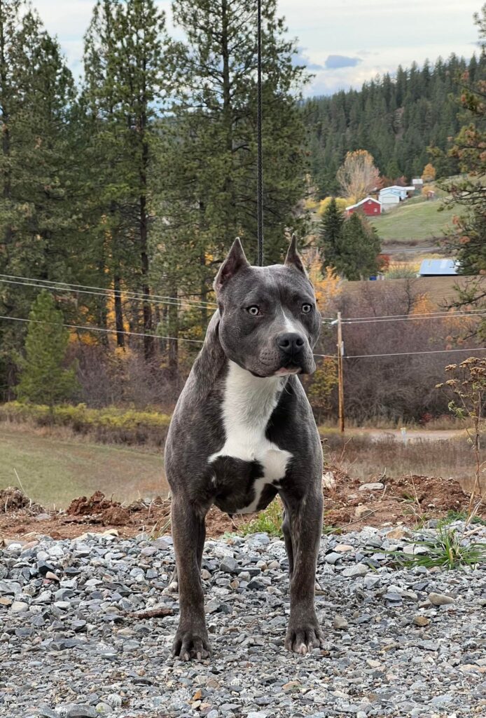 12 month old pitbull male