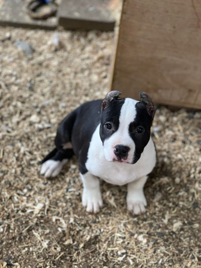black and white american pit bull terrier