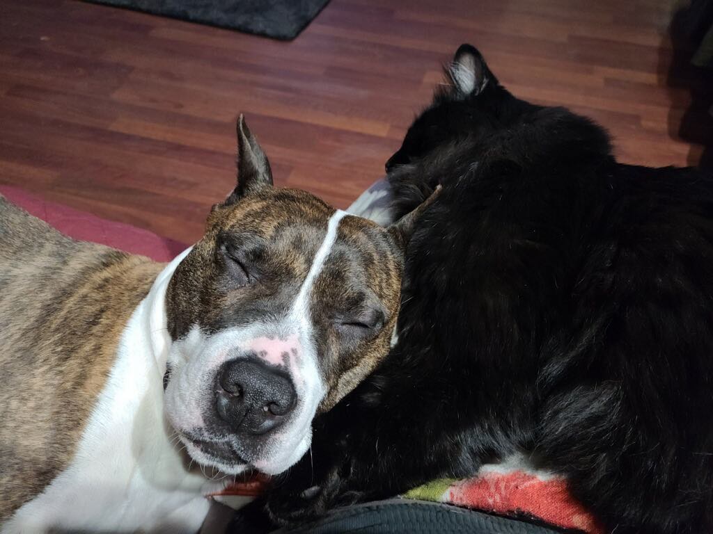 pitbulls can get along with cats