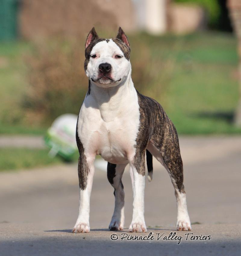 champion fawn brindle American Staffordshire terrier