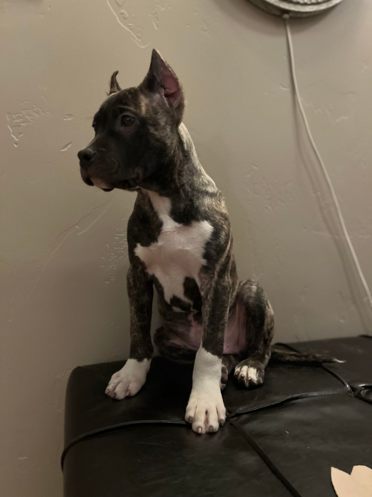 brindle male pittie pup