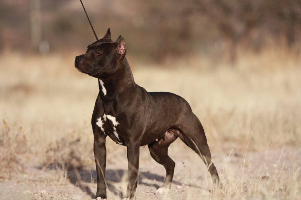 true american pit bull terrier breeder in tucson arizona