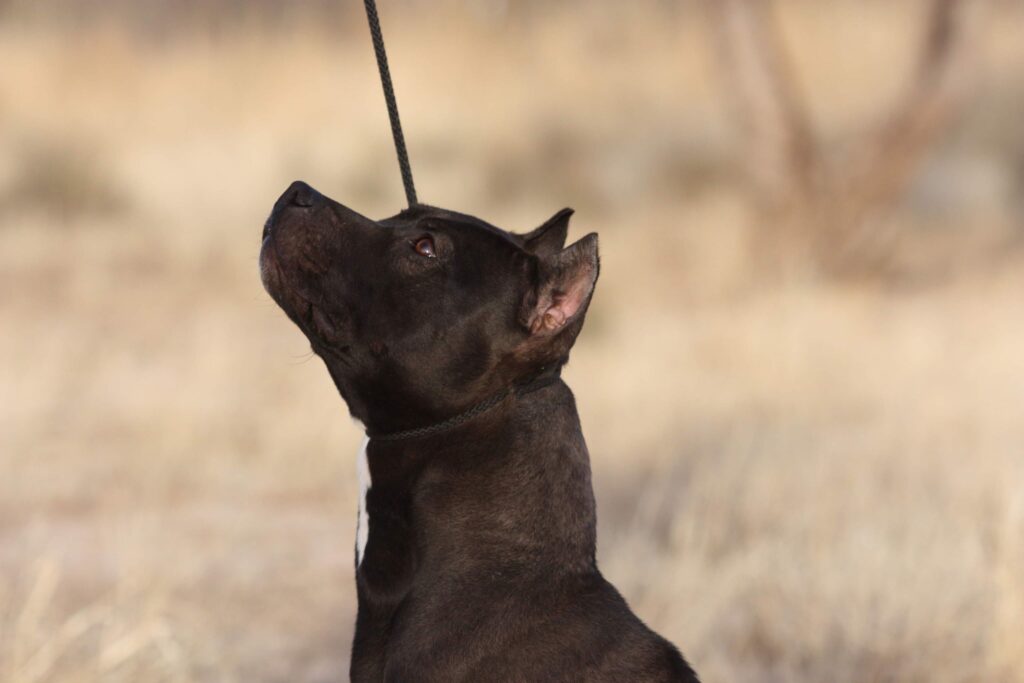 Black american pit bull terrier head shot