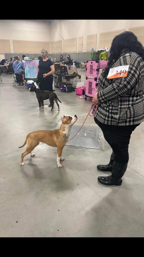 Bartin kennels pit bulls excel in the show ring