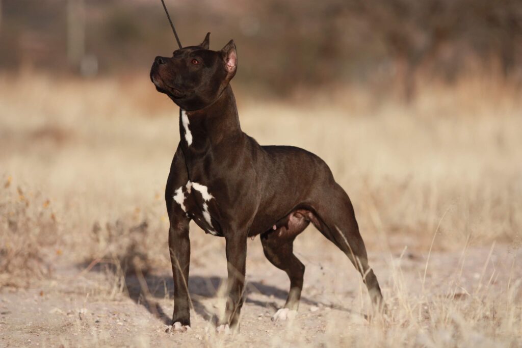 black american pit bull terriers