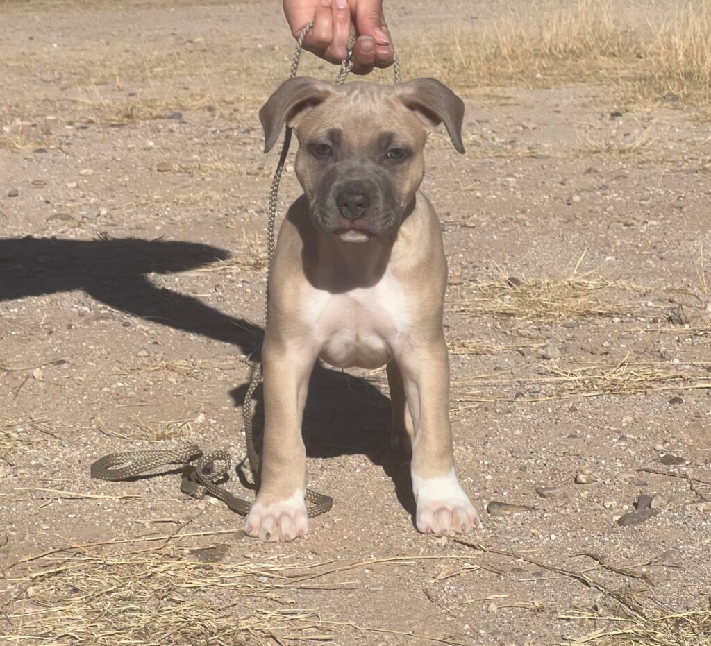 Blue Fawn american stsffordshire terrier puppy in arizona