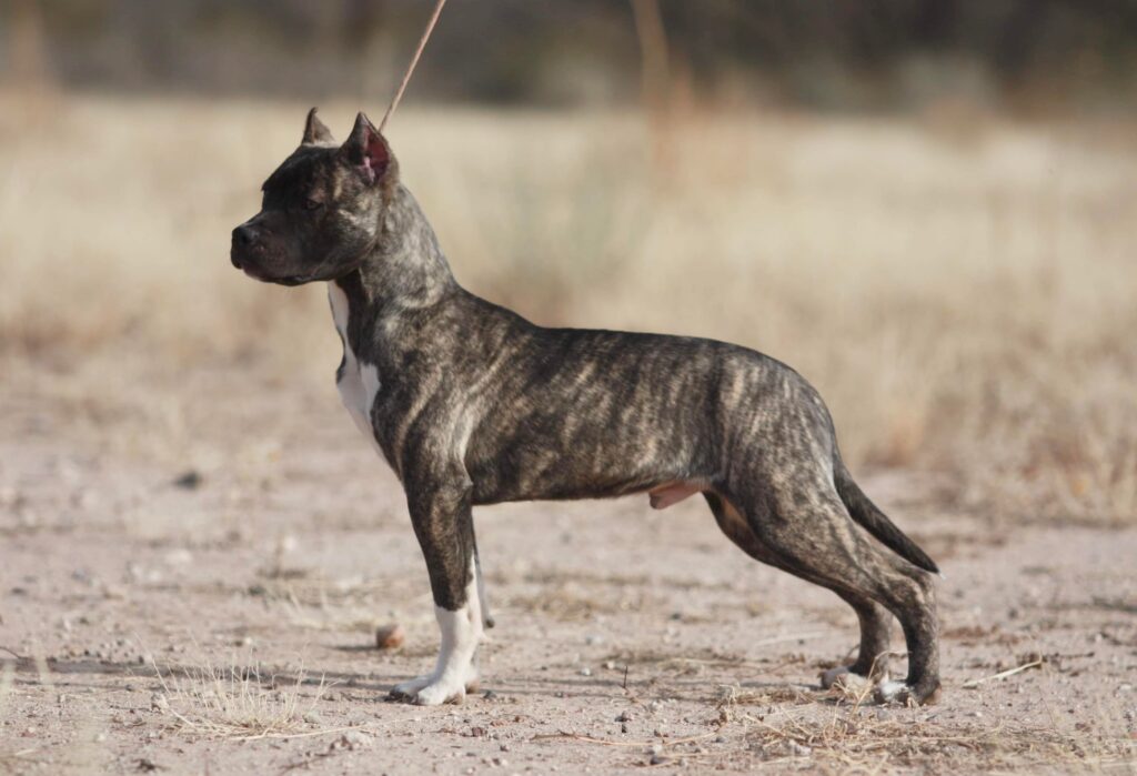 fawn brindle american pit bull terrier puppy in tucson arizona