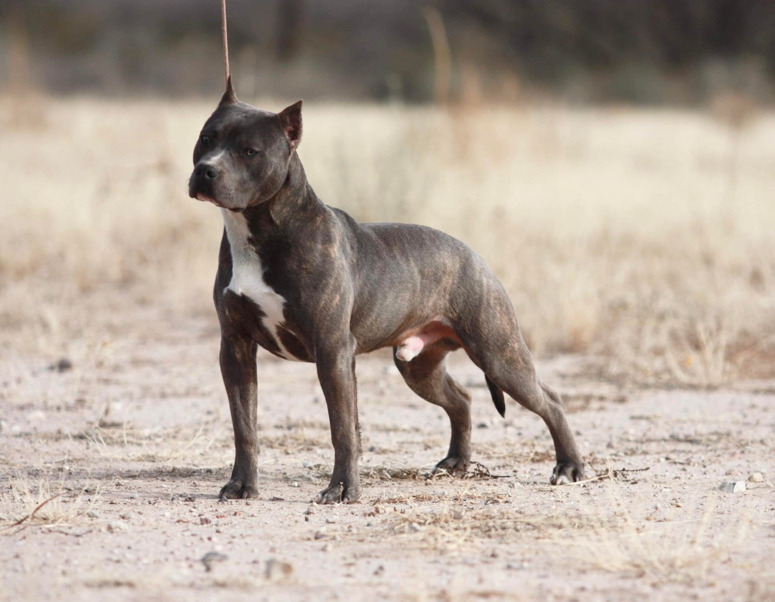 blue brindle pit bull stud dog in arizona