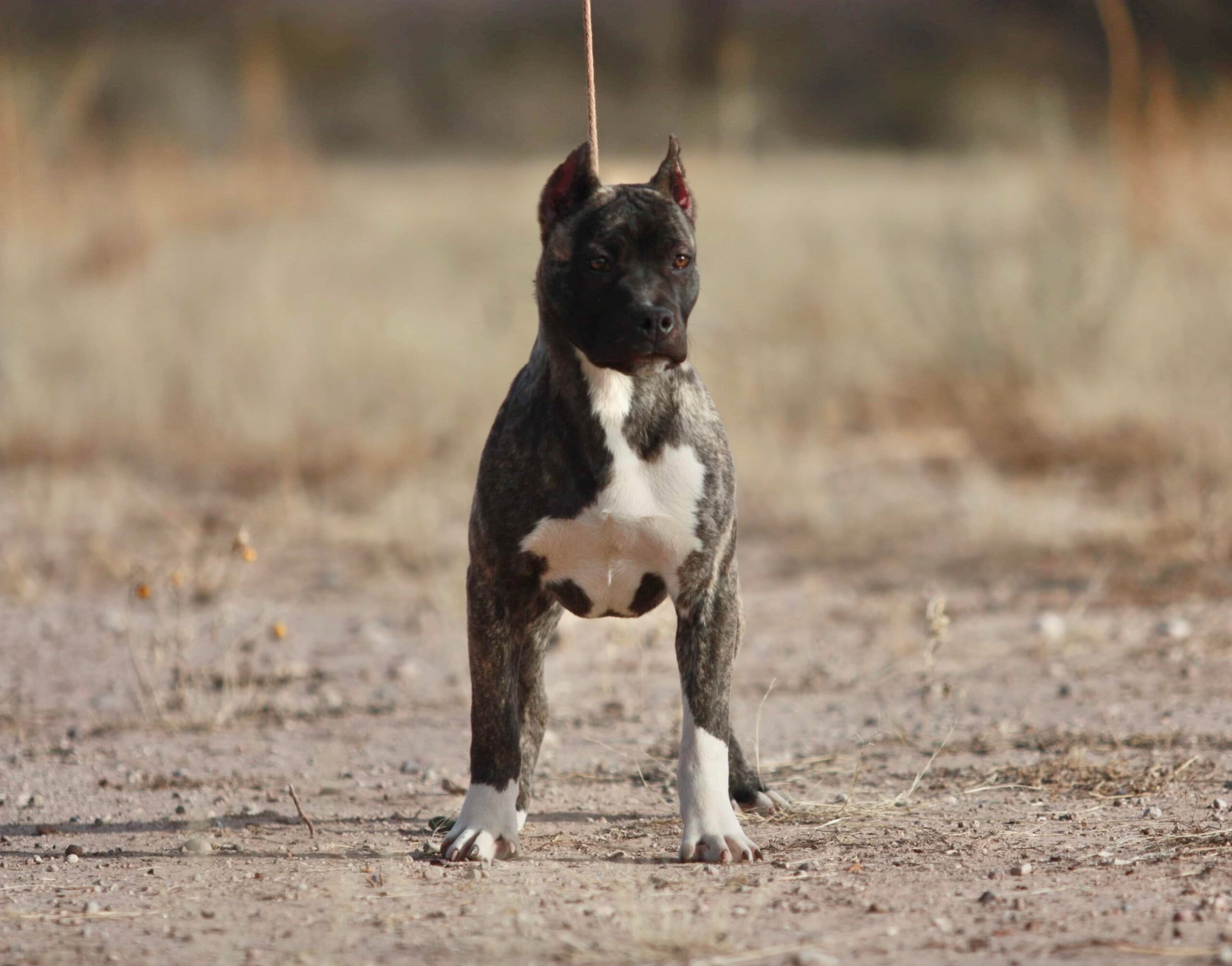 top quality pit bull puppy in arizona