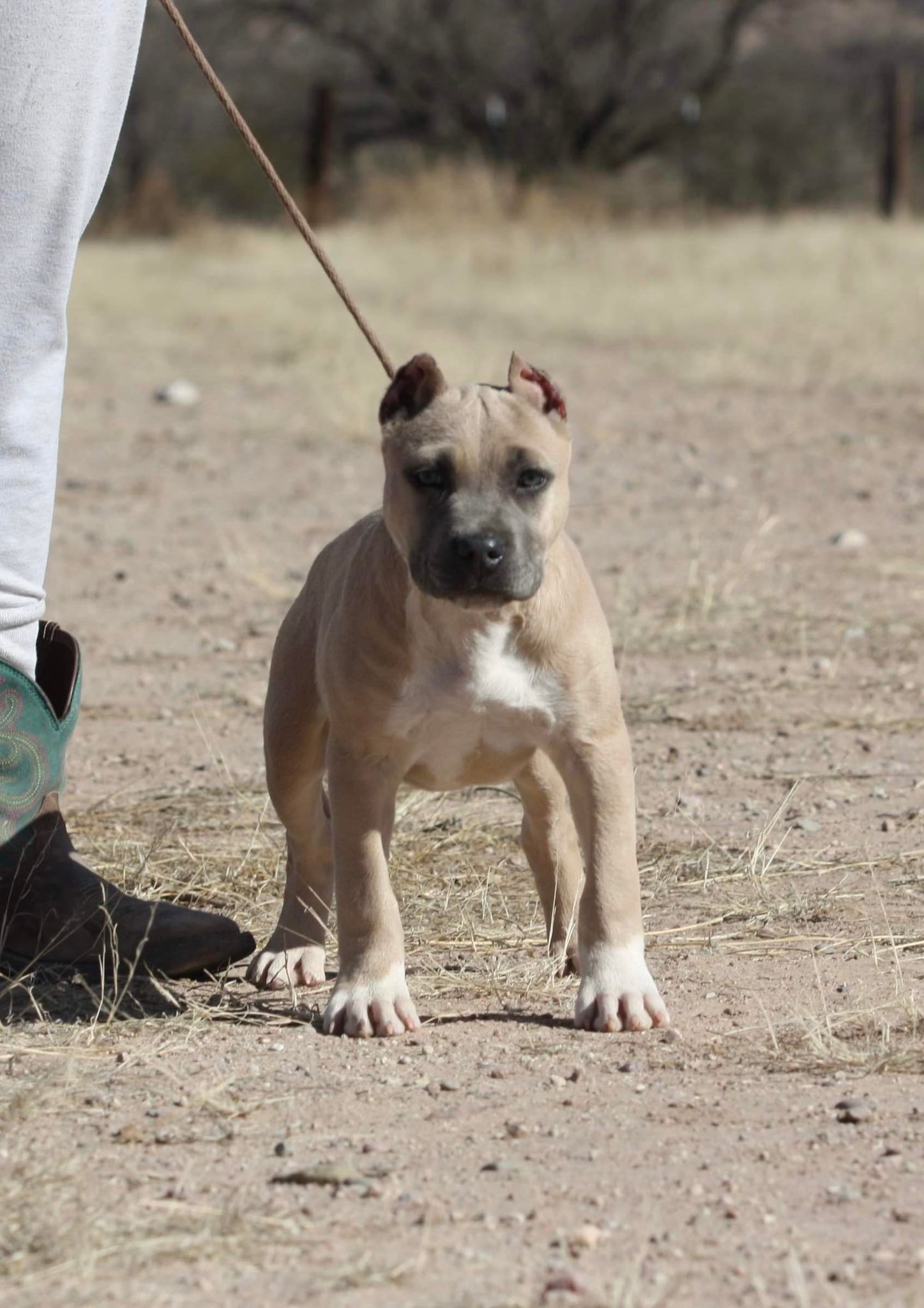 American staffordshire terrier puppies available in tucson arizona