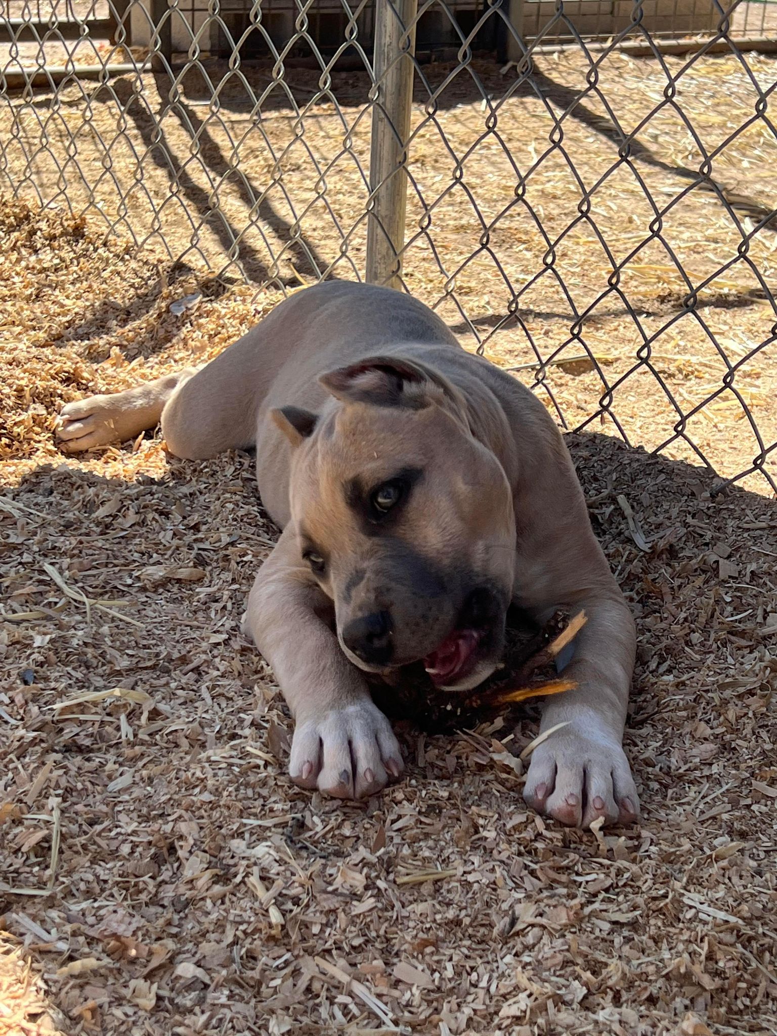 American Staffordshire terrier puppies available in tucson arizona