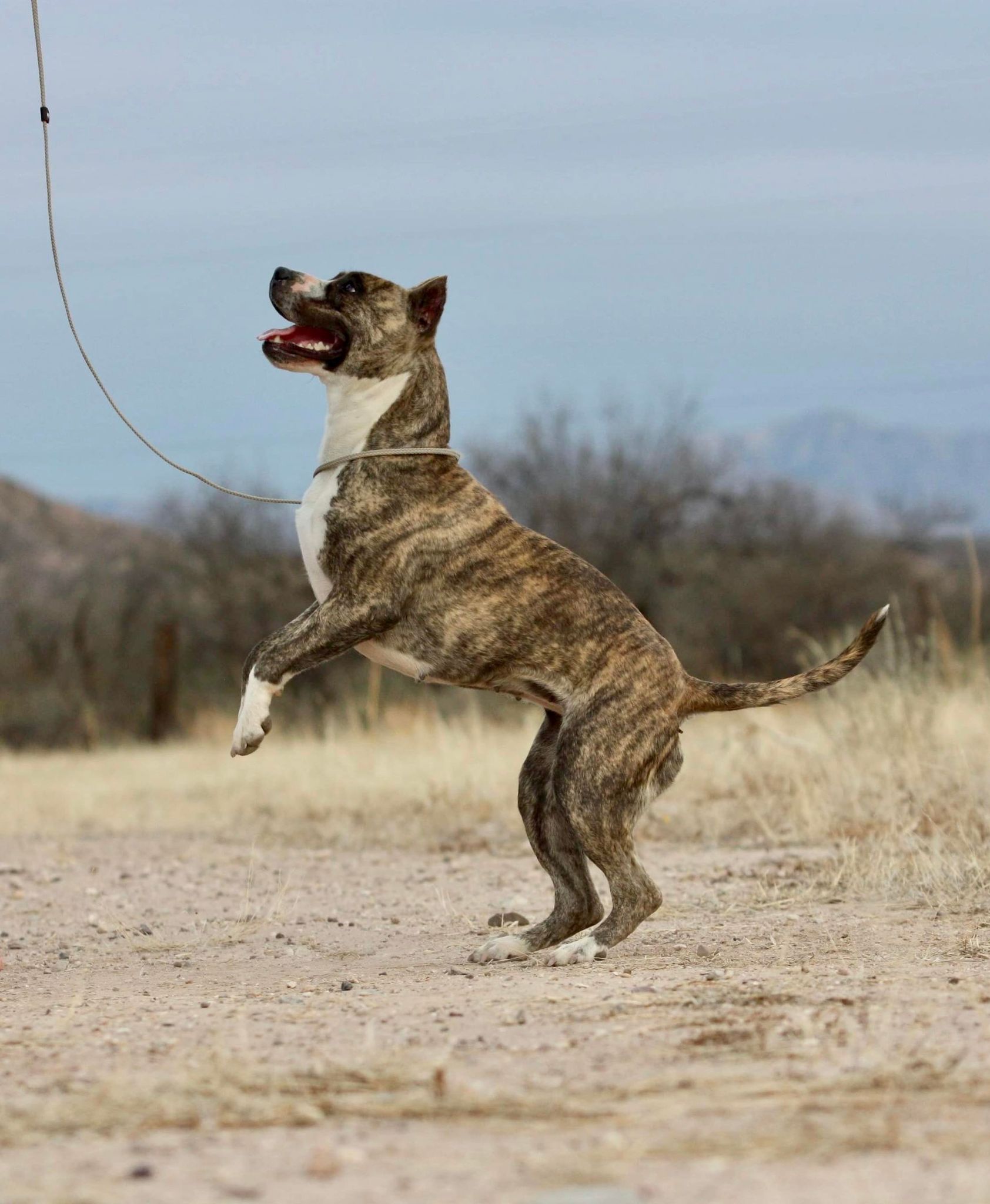 champion fawn brindle American Staffordshire terrier in arizona
