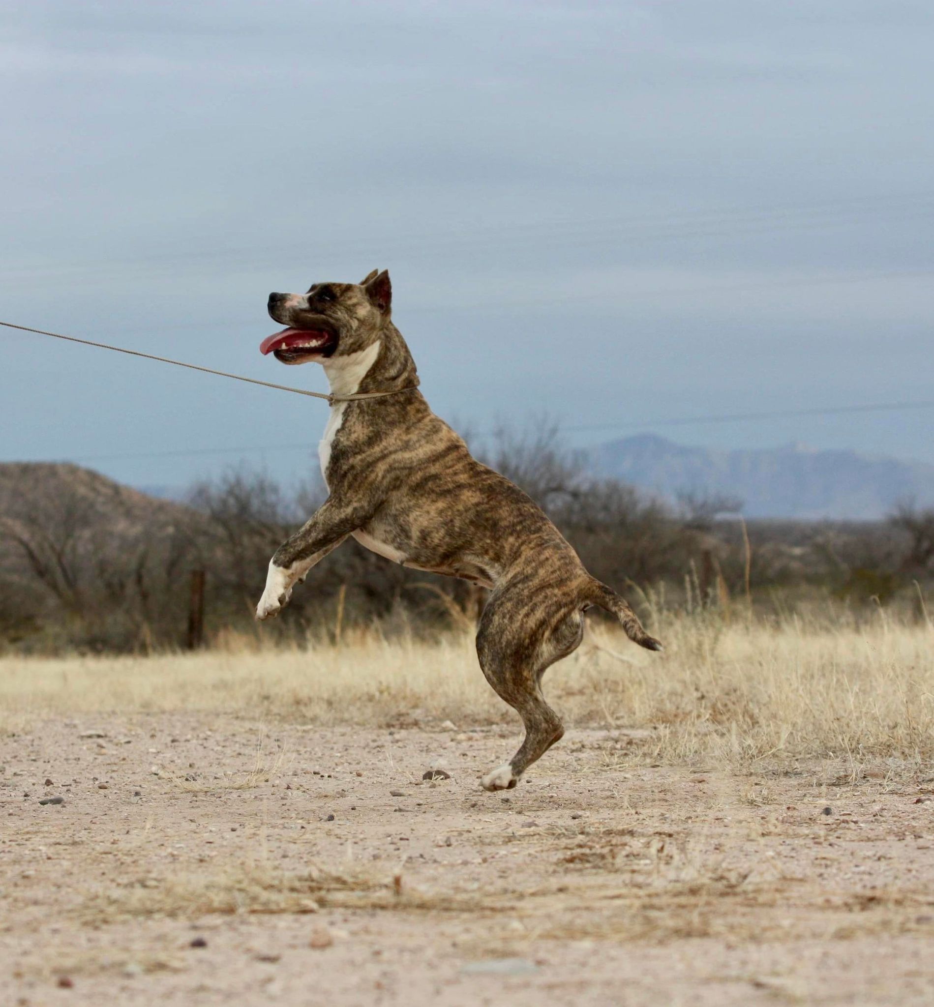 champion fawn brindle American Staffordshire terrier in arizona