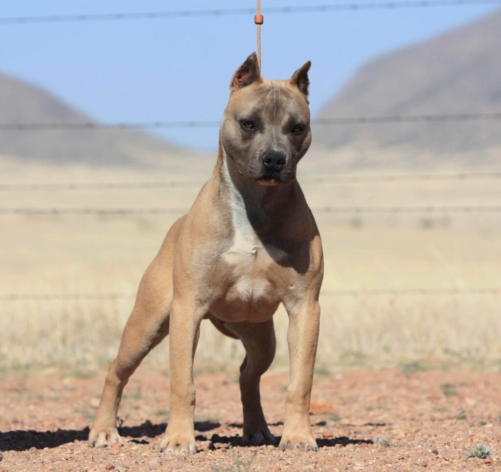 Top American pit bull terrier breeder in tucson arizona