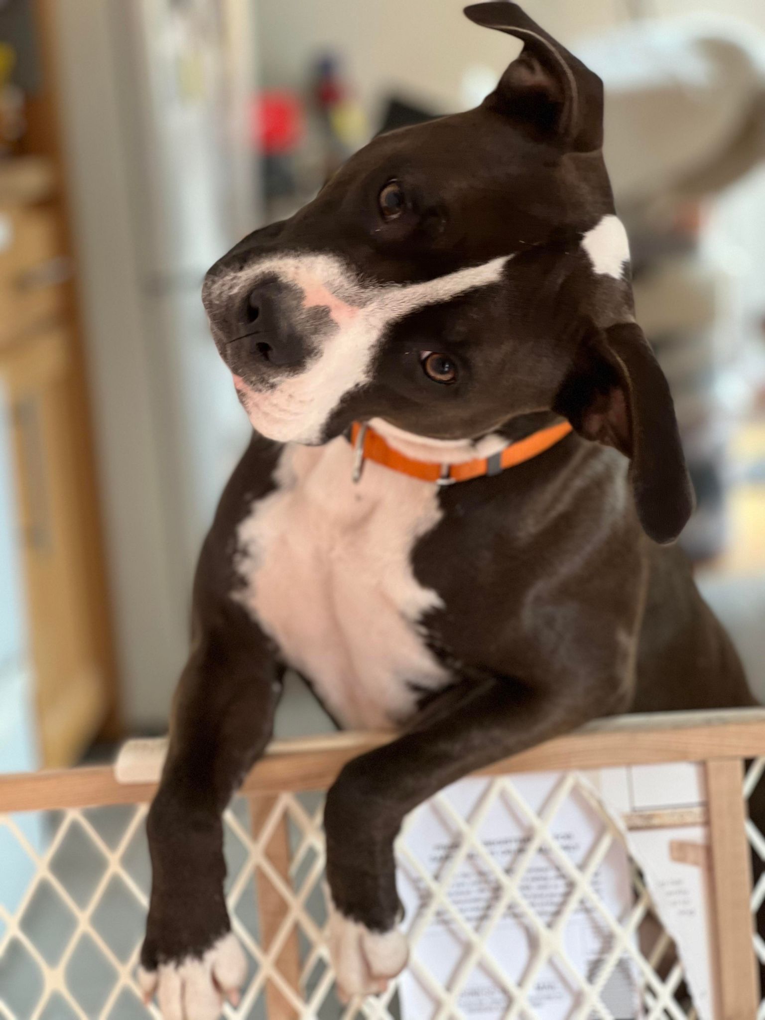 Black and white pit bull in washington state
