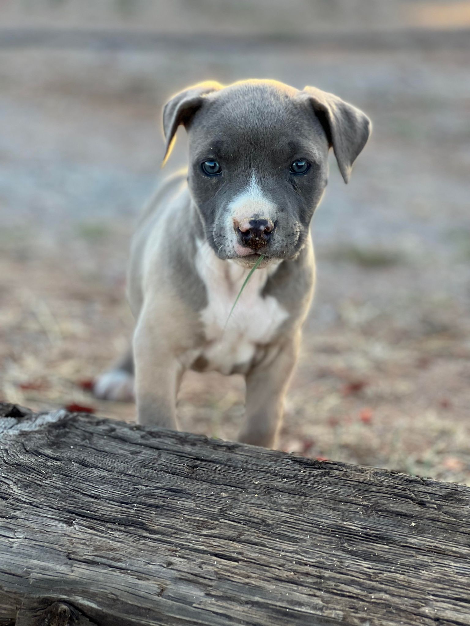 bluenose pitbull puppies for sale in arizona