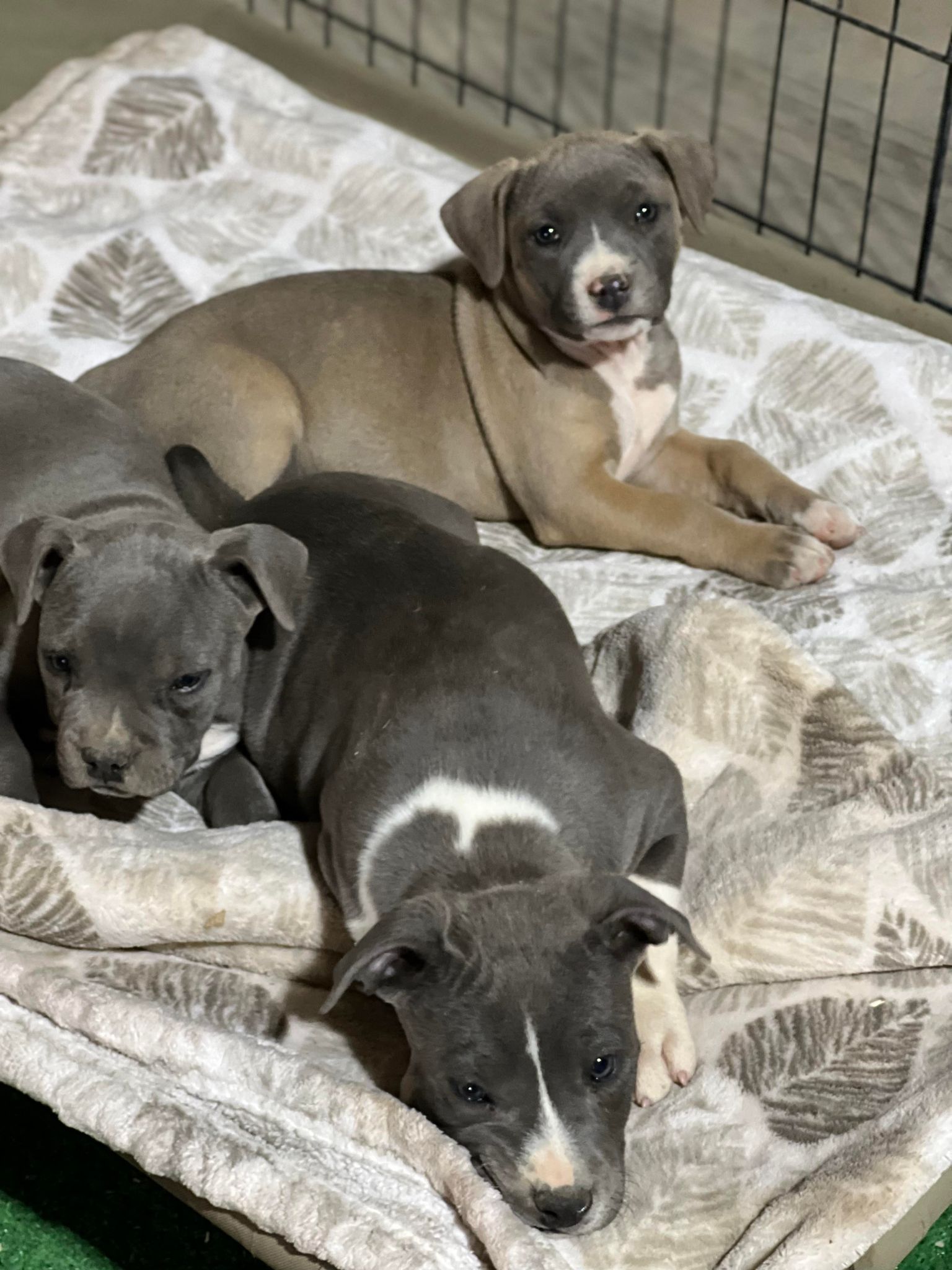 bluenose pit bull puppies available in arizona