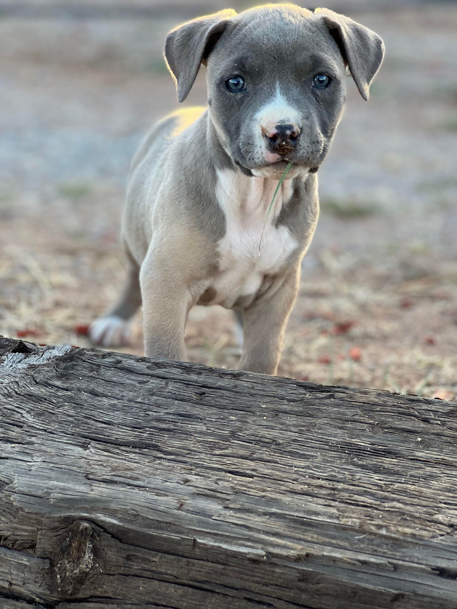 bluenose pit bull puppy