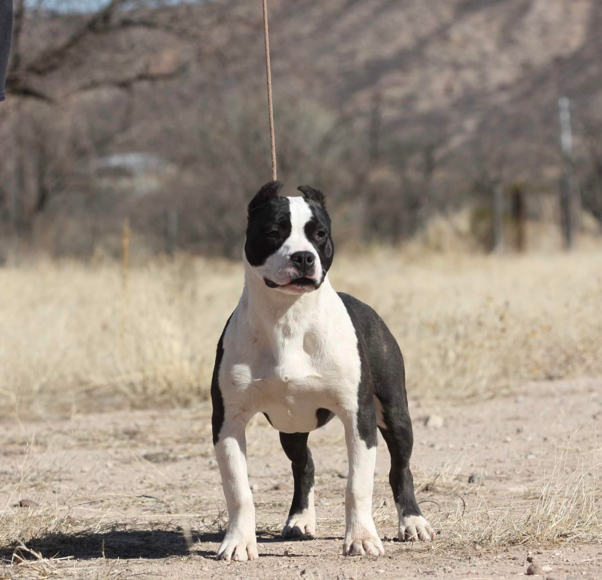 show quality American pit bull terrier puppies available in tucson arizona