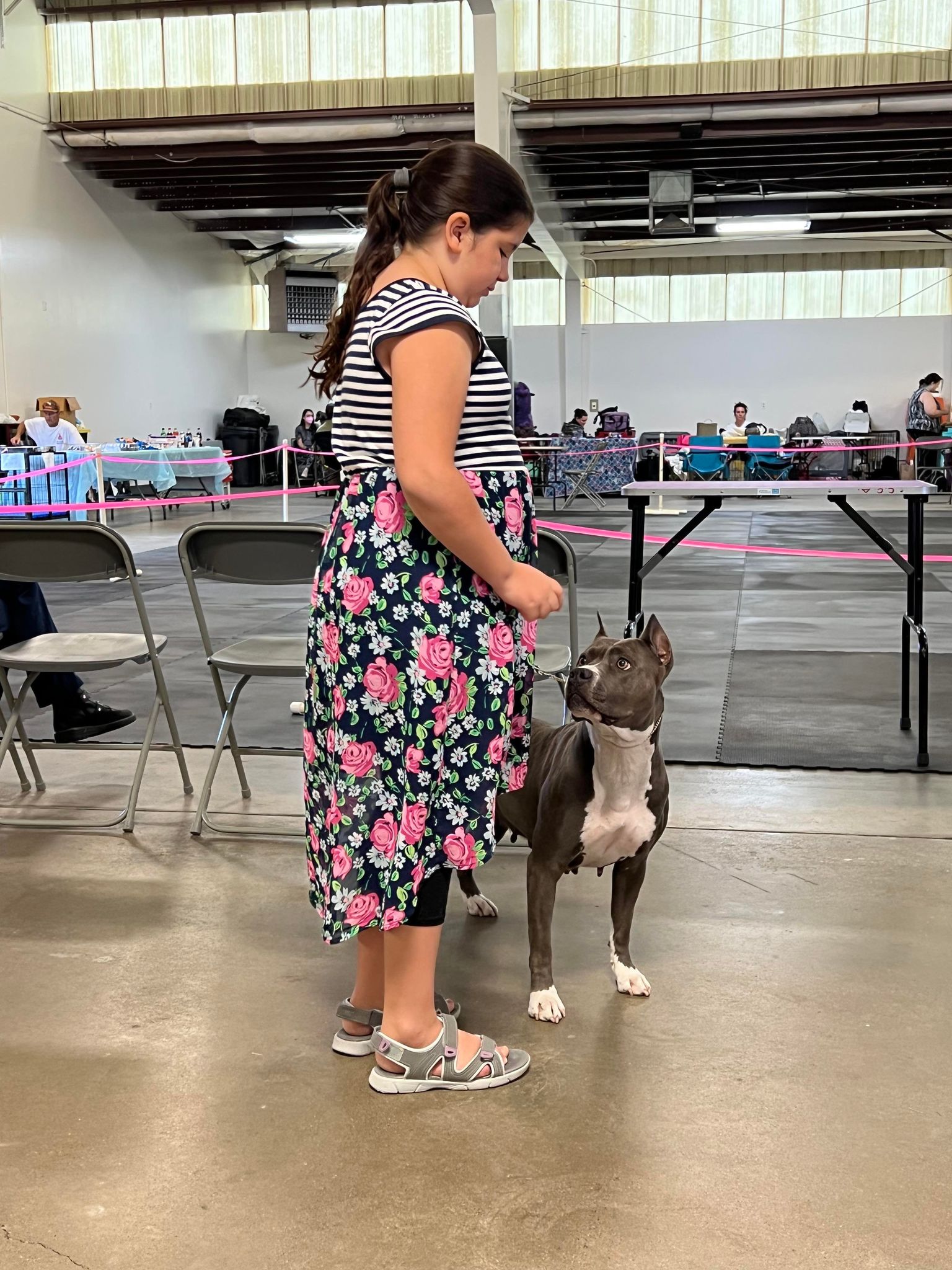 american pit bull terrier show dog