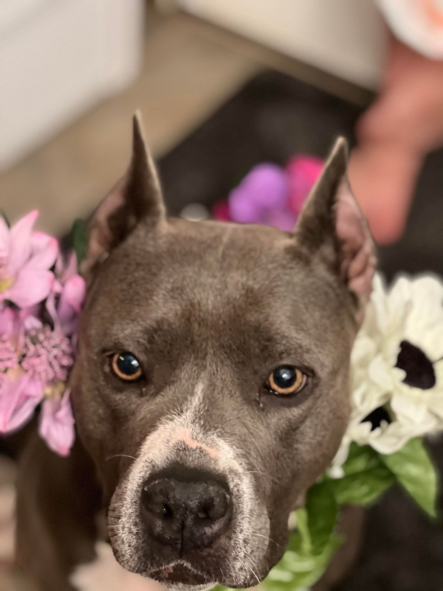 PIT BULL WITH FLOWERS