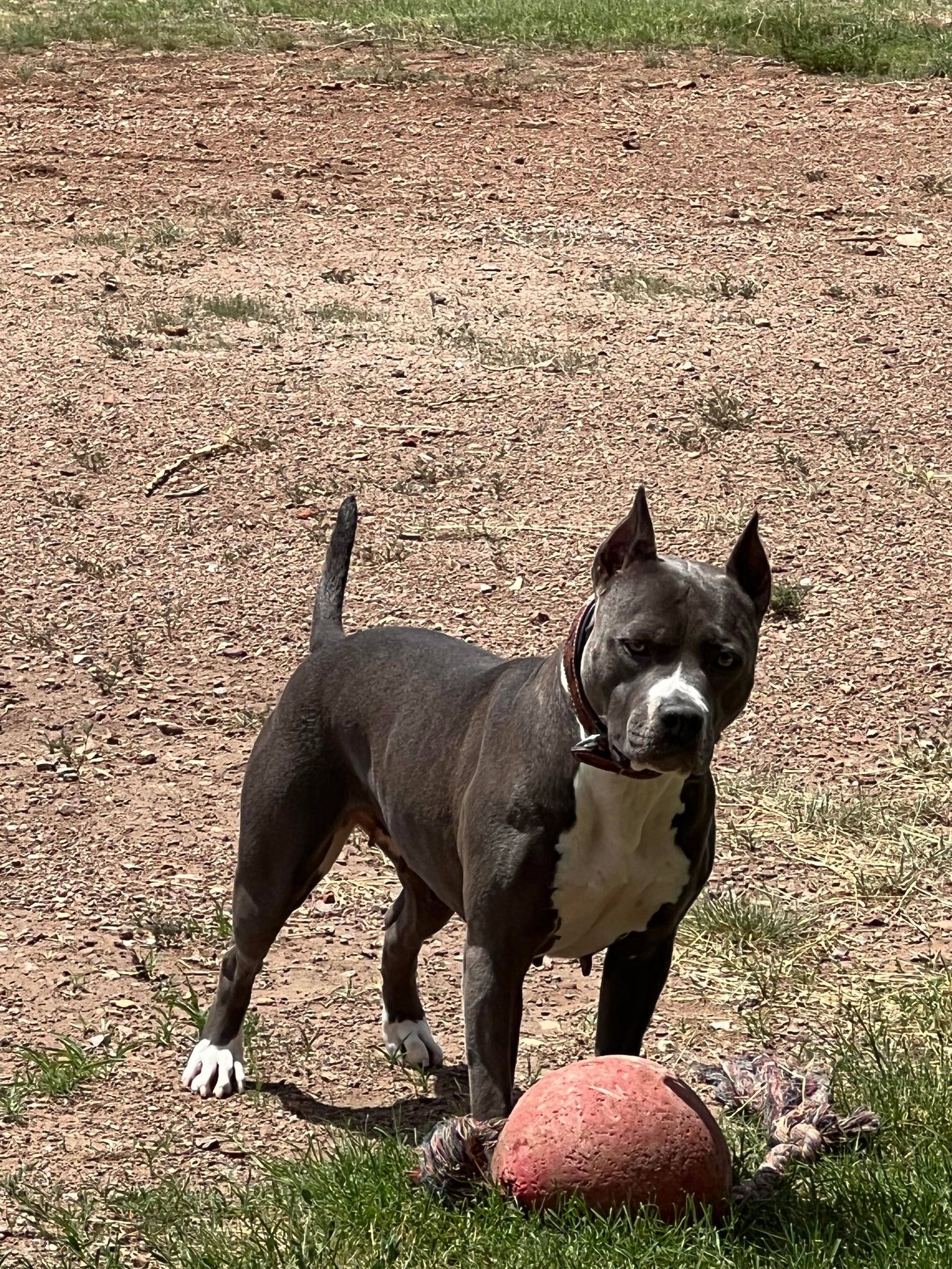 Pit bull wants to play ball