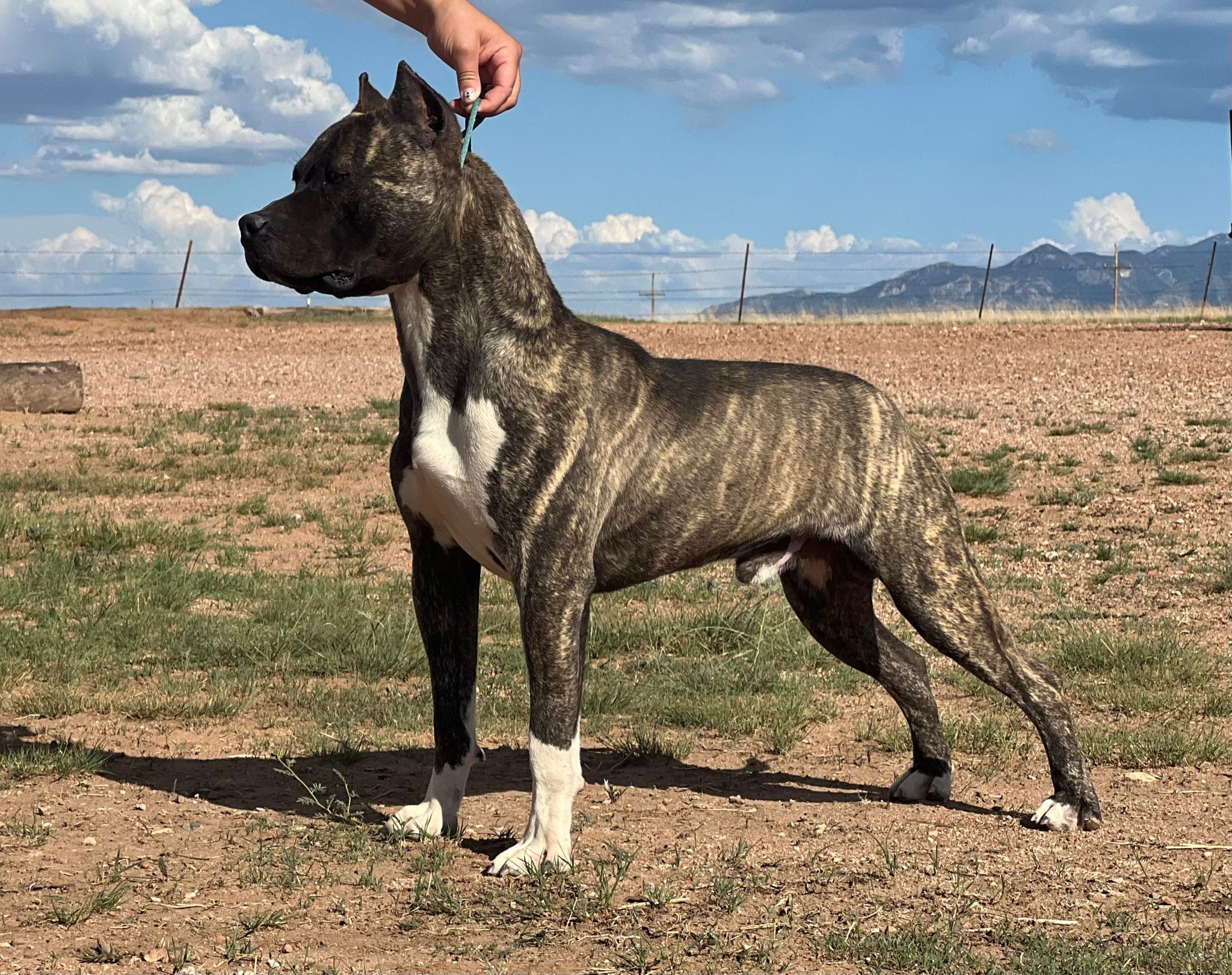 stunning fawn brindle american pit bull terrier