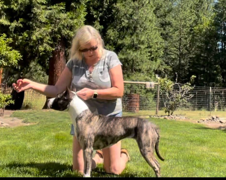 brindle american pit bull terriers in glide oregon