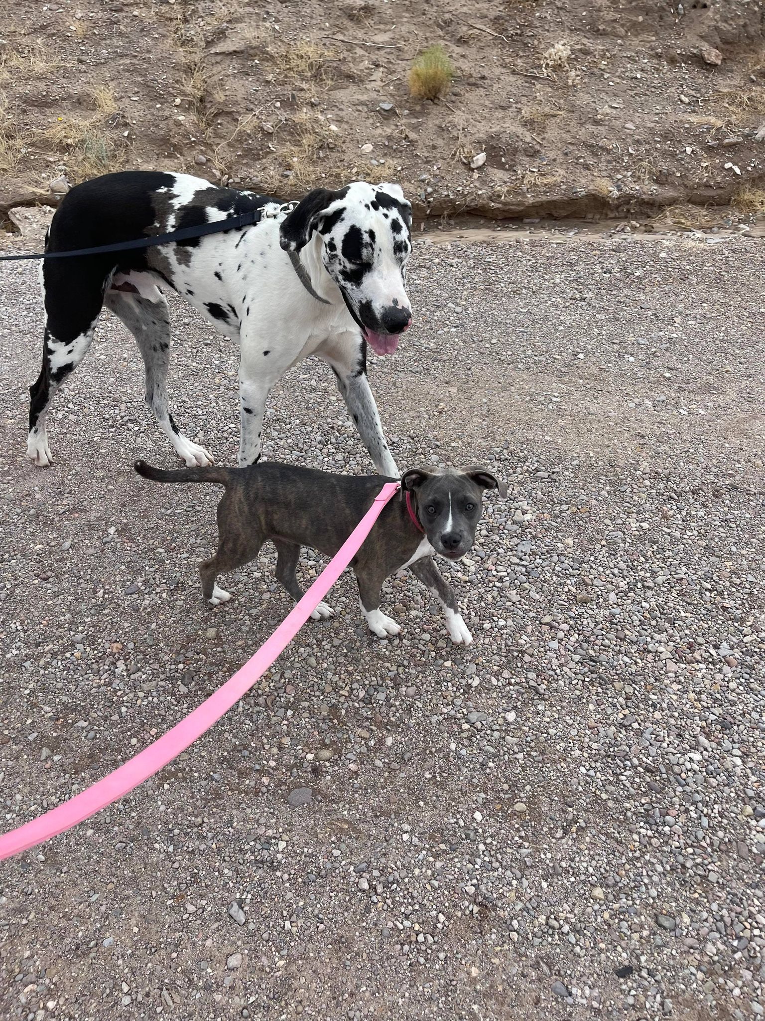 blue brindle pit bull with a great dane