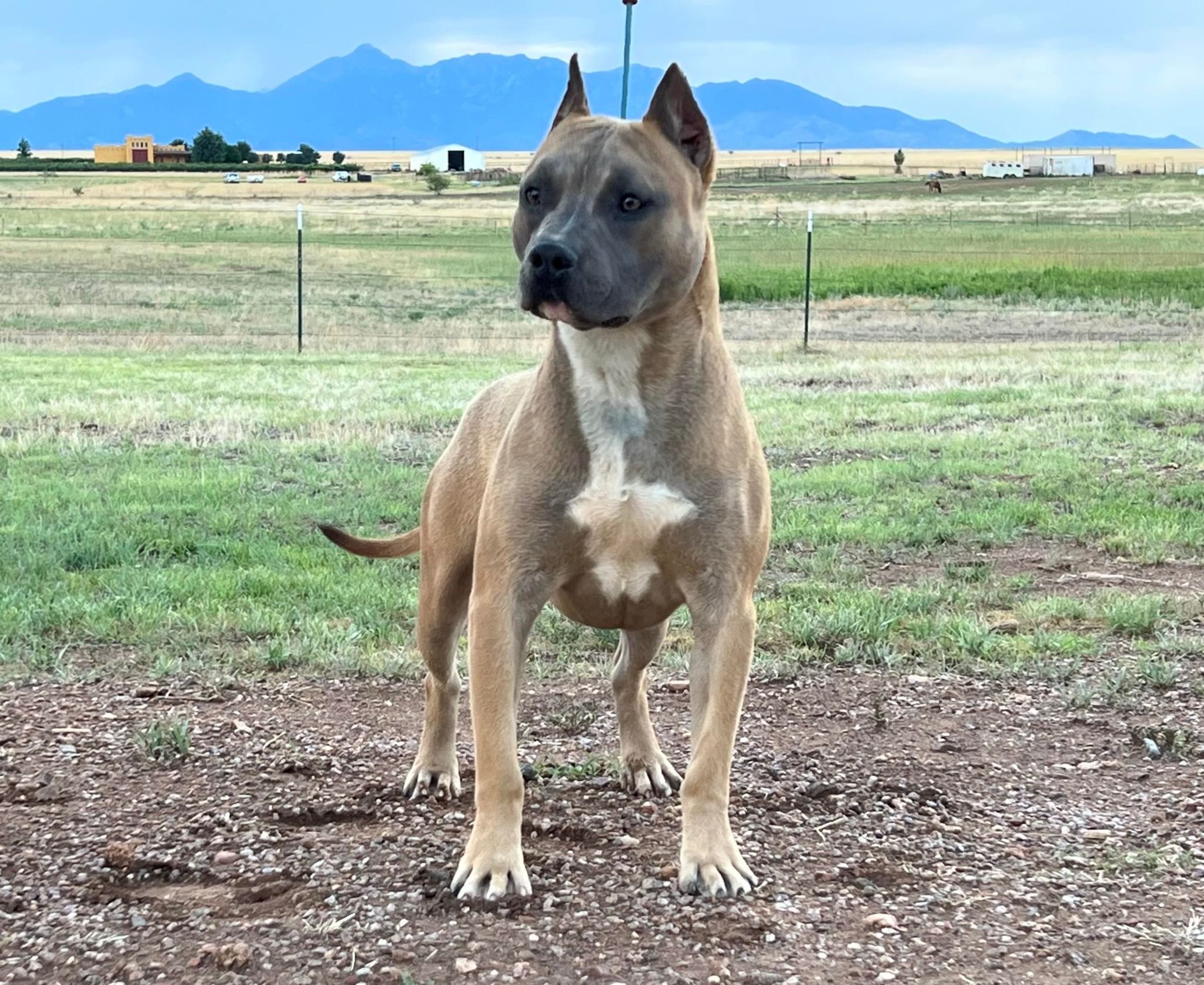 blue nose pit bull stud don in arizona