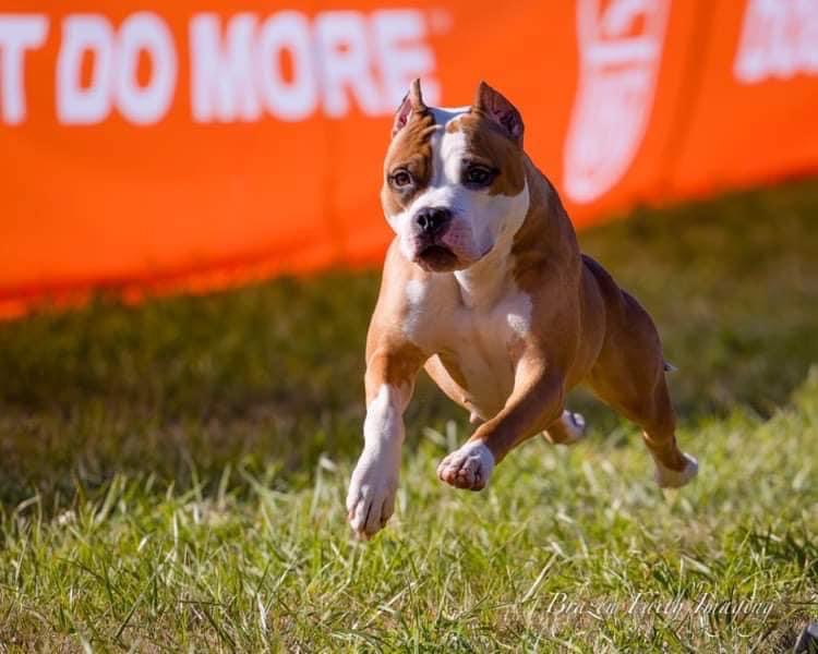 american pit bull terrier precision coursing