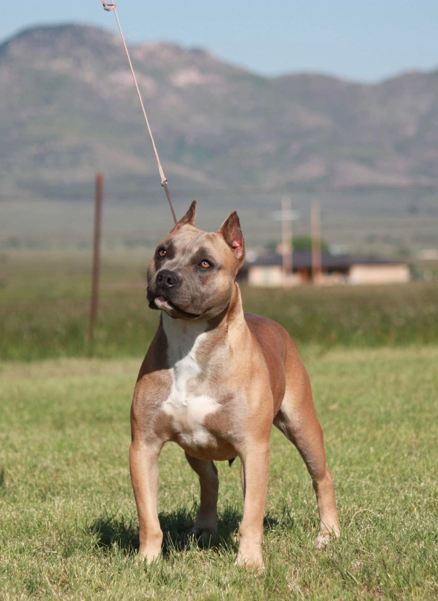 top pit bull breeder in the usa