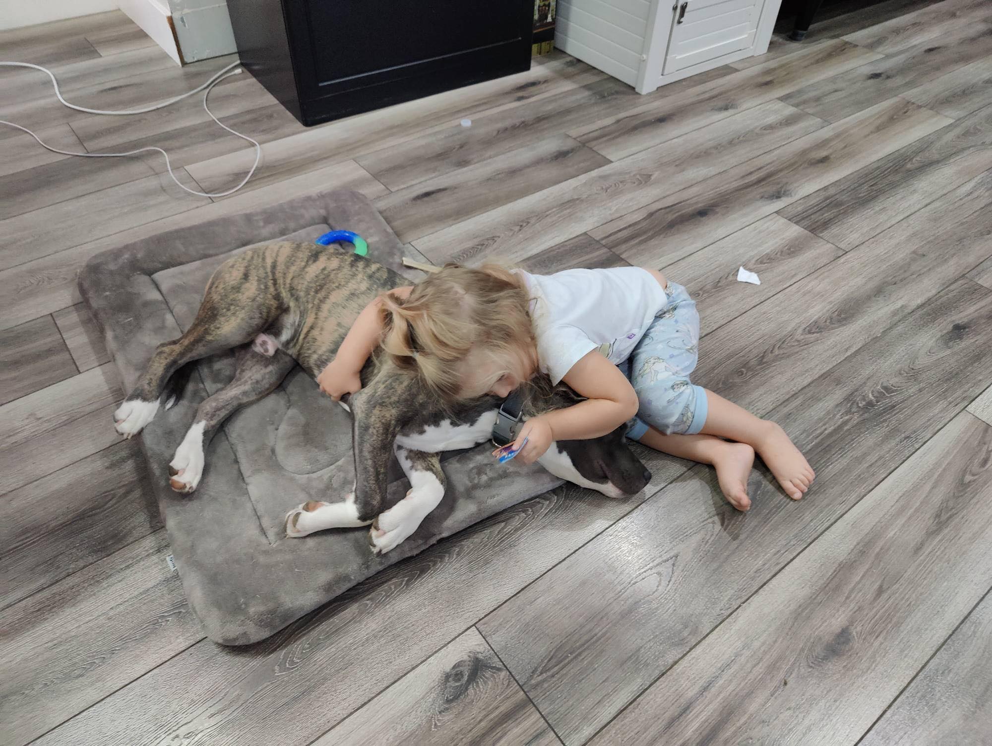 blue brindle american pit bull terrier with kids