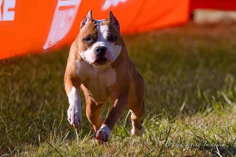 Top quality american pit bull terriers in washington