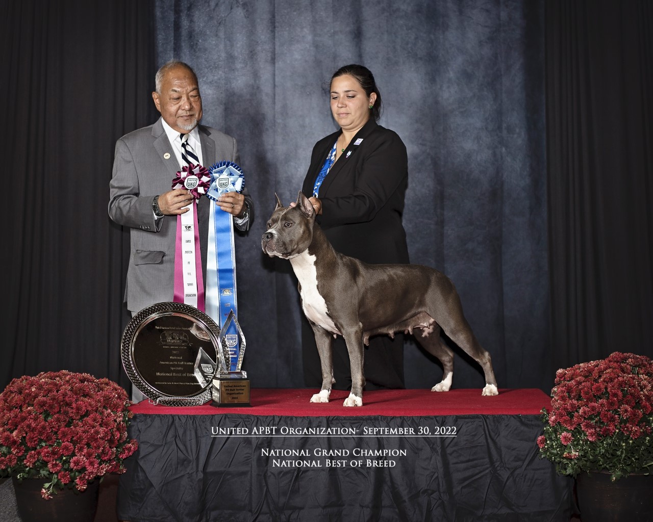 National grand champion blue nose american pit bull terrier
