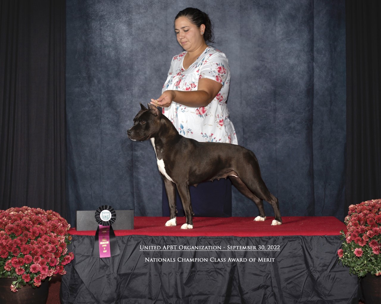 top american pit bull terrier breeder in the USA