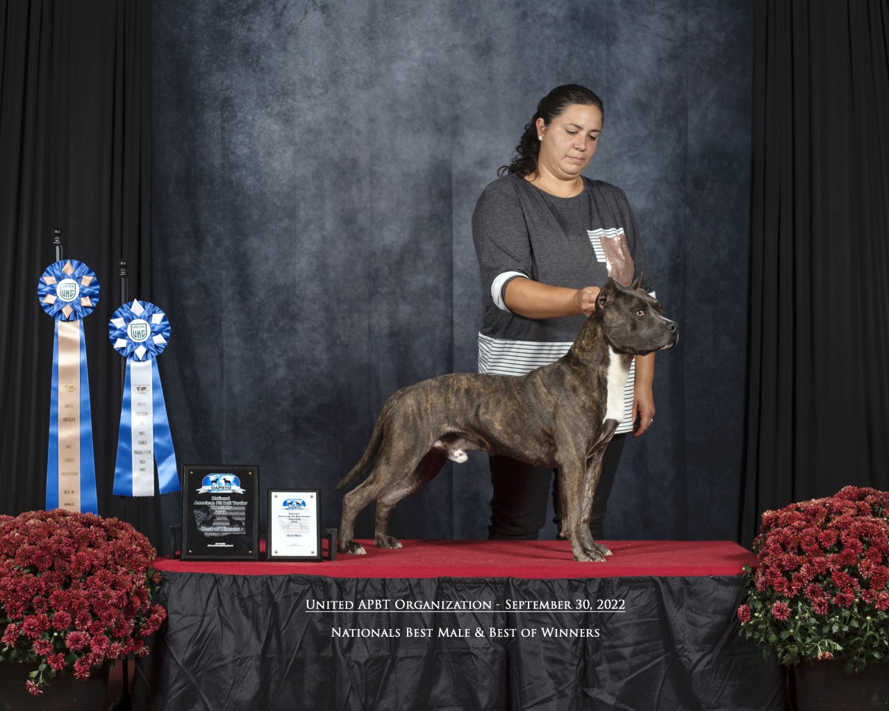 Top american pit bull terrier breeder in the world