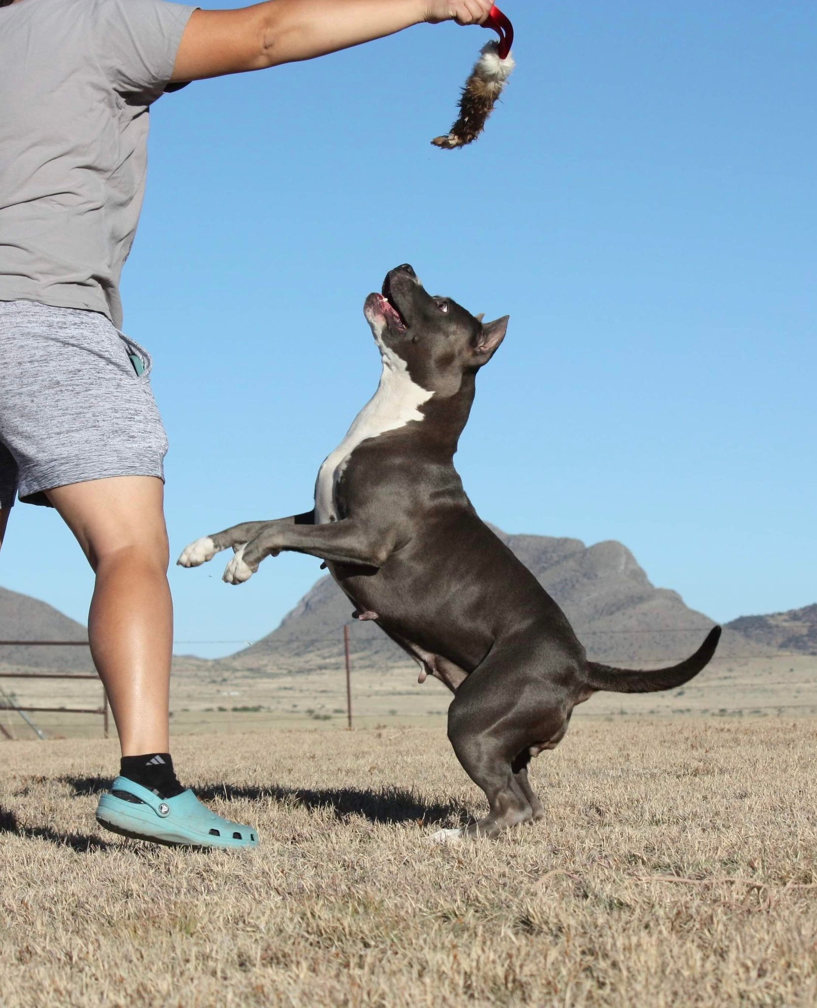 pit bulls in action