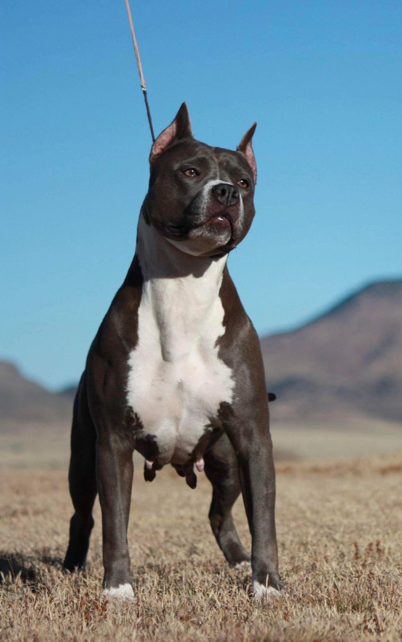 top breeder of blue nose american pit bull terriers