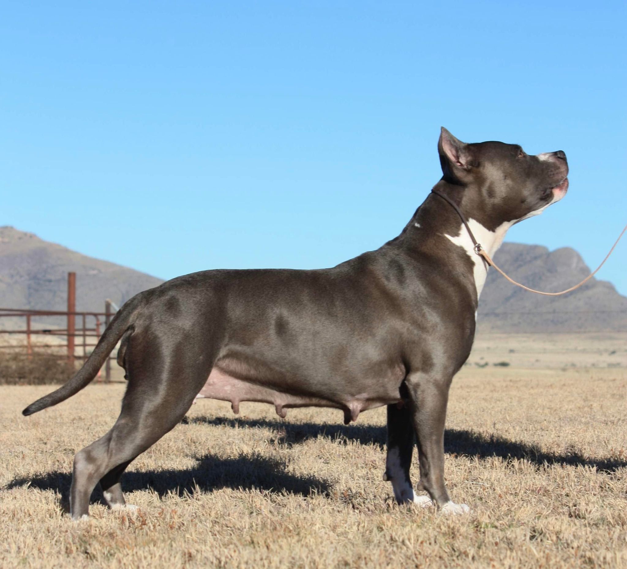 top breeder of blue nose american pit bull terriers