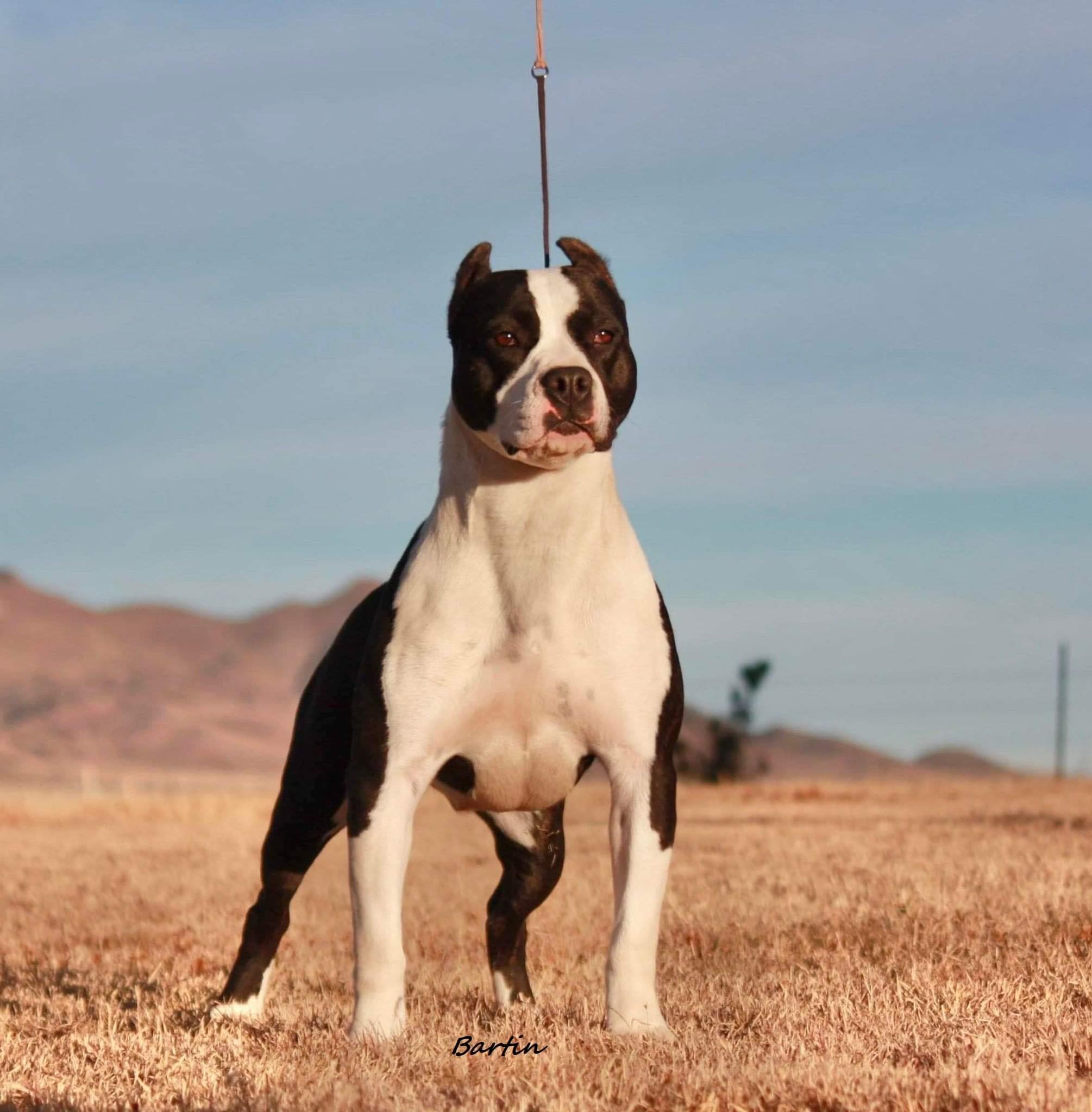 top american pit bul terrier breeder