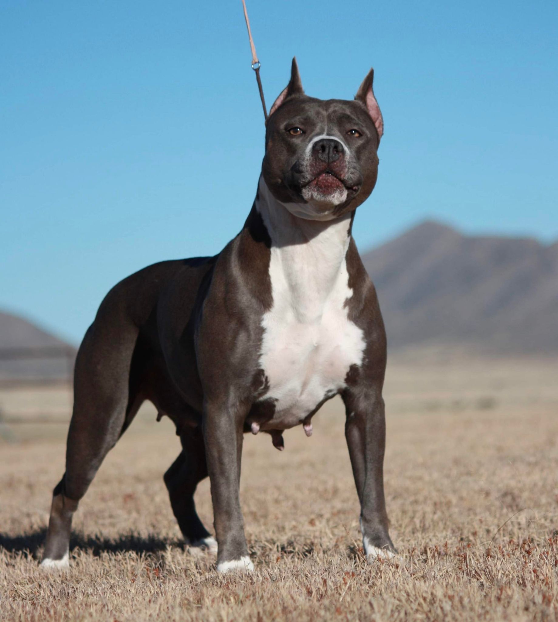 american pit bull terrier puppies for sale in arizona